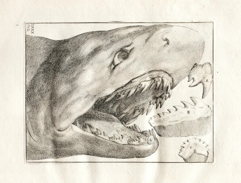 Illustration for article titled Vintage Shark Illustrations Are Jaw-Droppingly Gorgeous